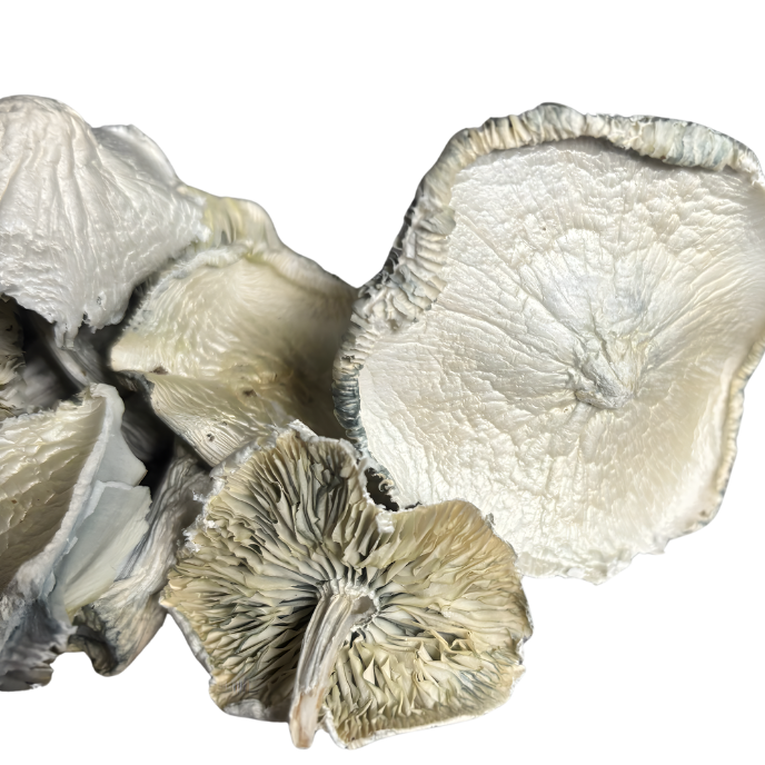 Albino Chocolate Krinkle